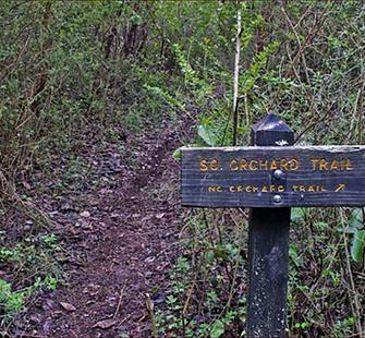 orchard image