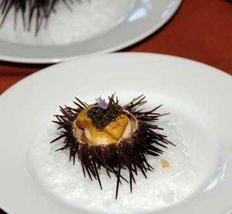 Urchin from Le Papillon