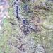 Oak trees are susceptible to Sudden Oak Death.