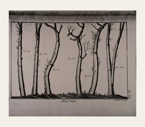 Remy Charlip : Tree Drawing