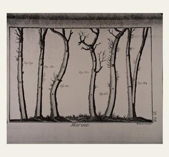 Remy Charlip : Tree Drawing