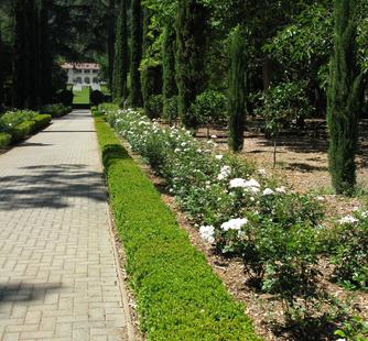 Pillow Fight Roses in the Italianate Garden