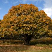 Oak Tree
