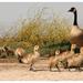 Birds and Nesting with Edward Rooks
