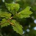 Oak Leaves From Montalvo's Grounds