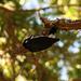 Woodpecker on Montalvo's Grounds