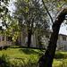 The trees surrounding Montalvo's historic villa
