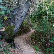 Montalvo's hiking trails