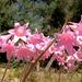 Belladonna Lilies bloom along the entry road to the villa