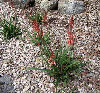 The "Grassy Lassie" Aloe plant blooms in the late fall.
