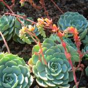 Hen and Chicks plant in the Cactus Garden