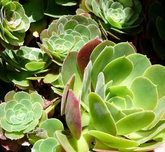 Aeonium Species