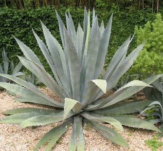 Century Plant