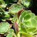 Aeonium Species