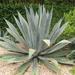 Century Plant