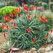 Torch Aloe