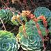 Hen and Chicks plant in the Cactus Garden