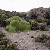 La Lareta #0308-23b26 (up to 3,000 years old, Atacama Desert, Chile), by Rachel Sussman