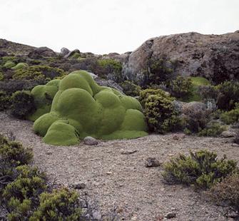 La Llareta #0308-23b26 (up to 3,000 years old, Atacama Desert, Chile), by Rachel Sussman