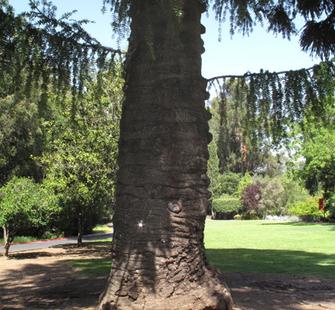 Artist Ali Naschke-Messing used the Bunya Pine to create her work "From Within, So Without" (2010)