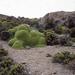 La Llareta #0308-23b26 (up to 3,000 years old, Atacama Desert, Chile), by Rachel Sussman