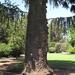 Artist Ali Naschke-Messing used the Bunya Pine to create her work 