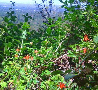 Flowers Blooming on the Hiking Trails