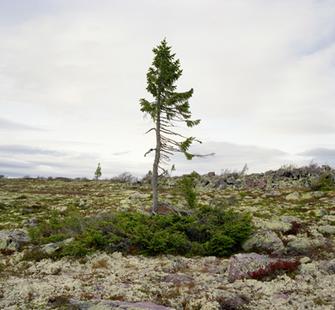 spruce gran picea #0909-6B37 (9,550 years old; fulufjÀllet, sweden), by Rachel Sussman