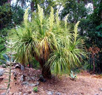 Ponytail Palm