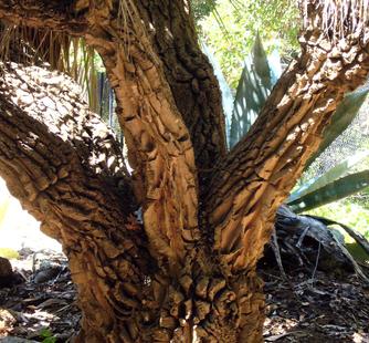 The trunk of the Ponytail Palm