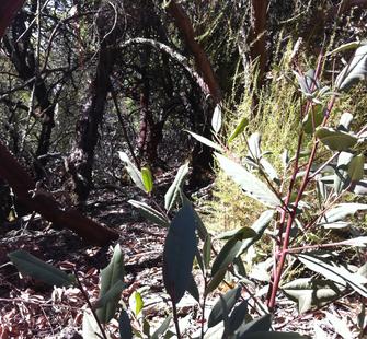 Foliage along the hiking trails.