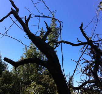 View of the tops of the trees from the hiking trails
