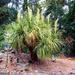 Ponytail Palm