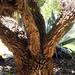 The trunk of the Ponytail Palm