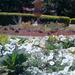 Spring flowers visible from the Oval Garden