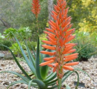 Aloe Arborescens