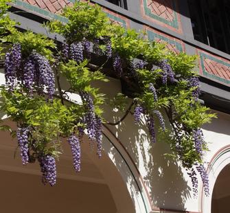 Hanging flowers begin to bloom in the Spanish Courtyard.