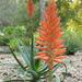 Aloe Arborescens