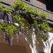 Hanging flowers begin to bloom in the Spanish Courtyard.