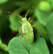 Care for your plants, eliminate pests!