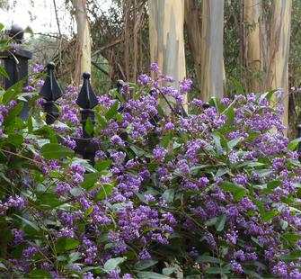 Hardenbergia along the fence of the Italianate Garden