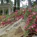 Grevillea (