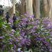 Hardenbergia along the fence of the Italianate Garden