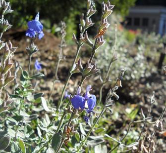 Blue blossoms in the Blue Garden