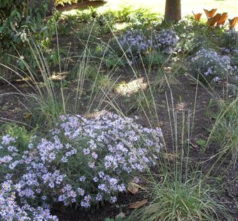 The Bird Garden