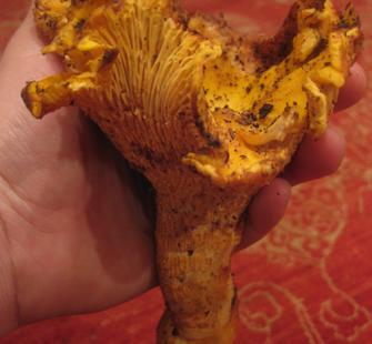 A chanterelle mushroom gathered from Montalvo's grounds