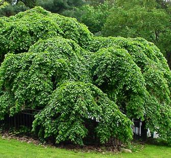 camperdown elm