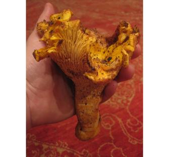 Chanterelle mushroom, foraged from Montalvo's grounds