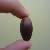 An Acorn.