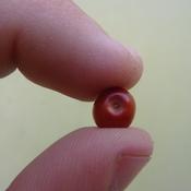 A manzanita berry.